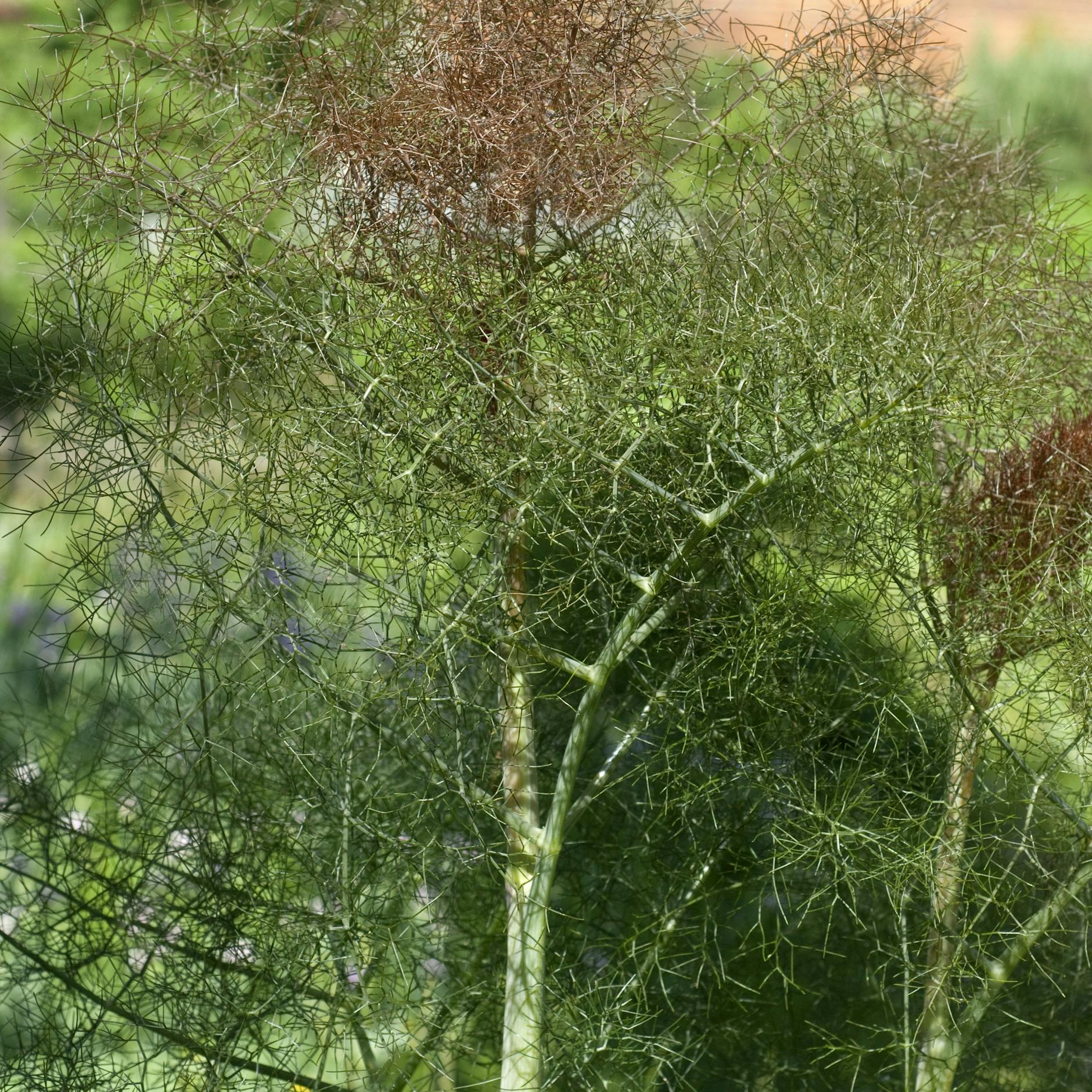 Der Bronzefenchel? Bei Sabine Platz wächst er denkbar üppig.