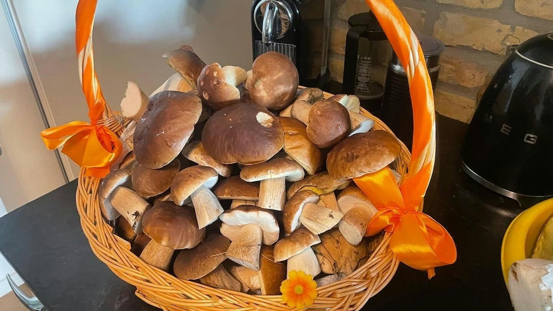 PRODUKTION - Zahlreiche Pilze liegen in dem Korb eines Pilzsammlers.