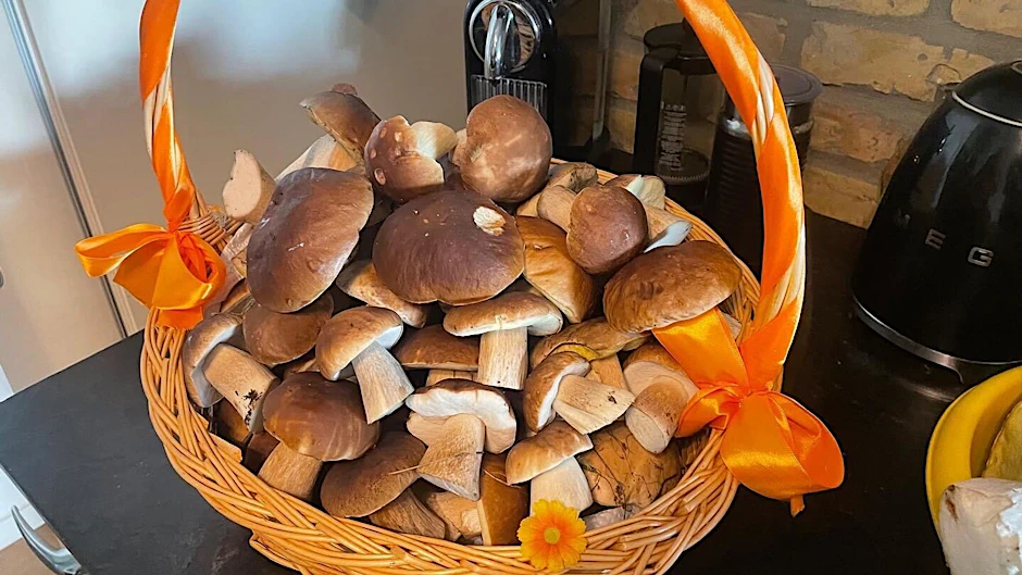 PRODUKTION - Zahlreiche Pilze liegen in dem Korb eines Pilzsammlers.  