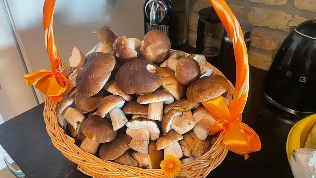 Wieder Pilze auf dem Speiseplan: Volle Körbe in Aussicht