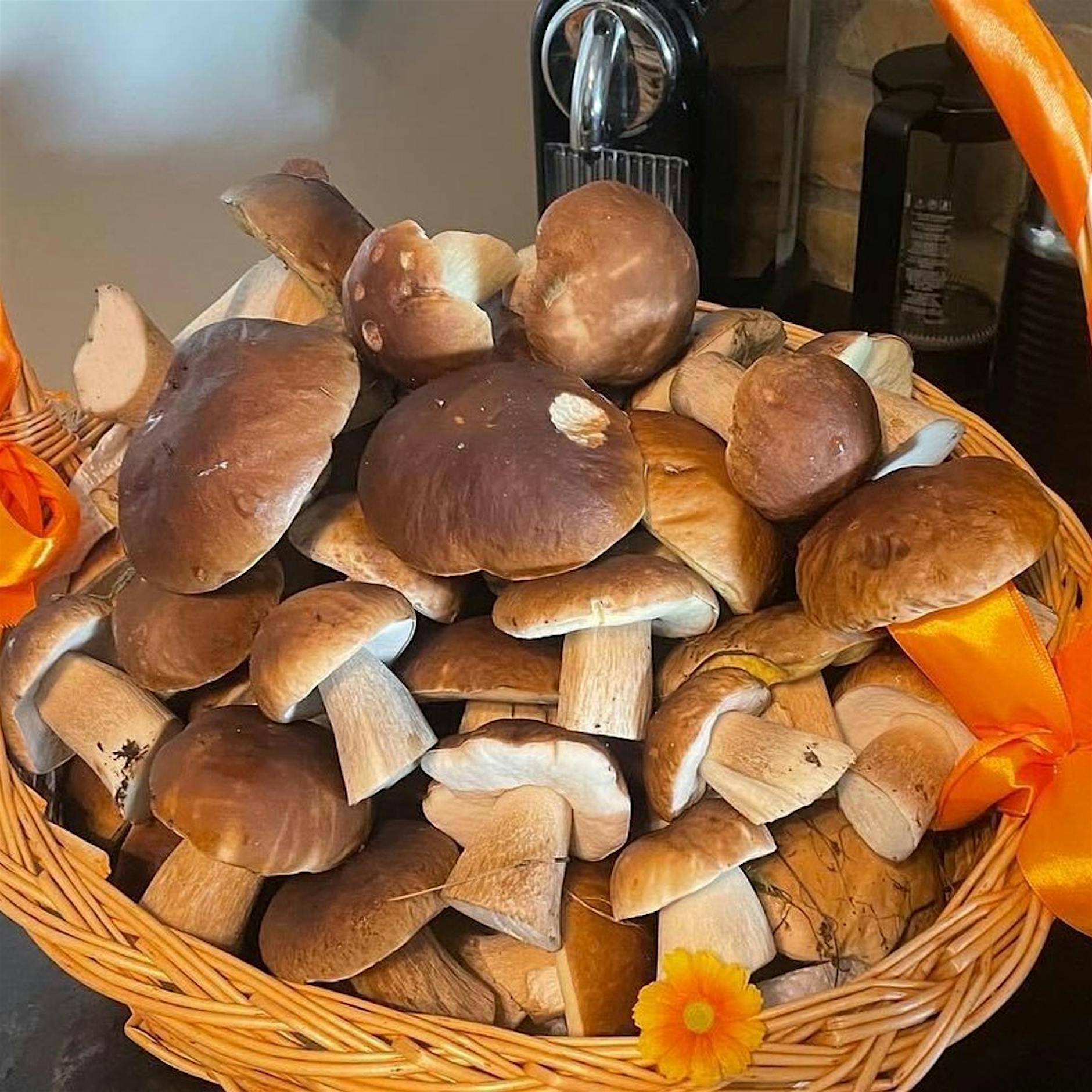 Wieder Pilze auf dem Speiseplan: Volle Körbe in Aussicht