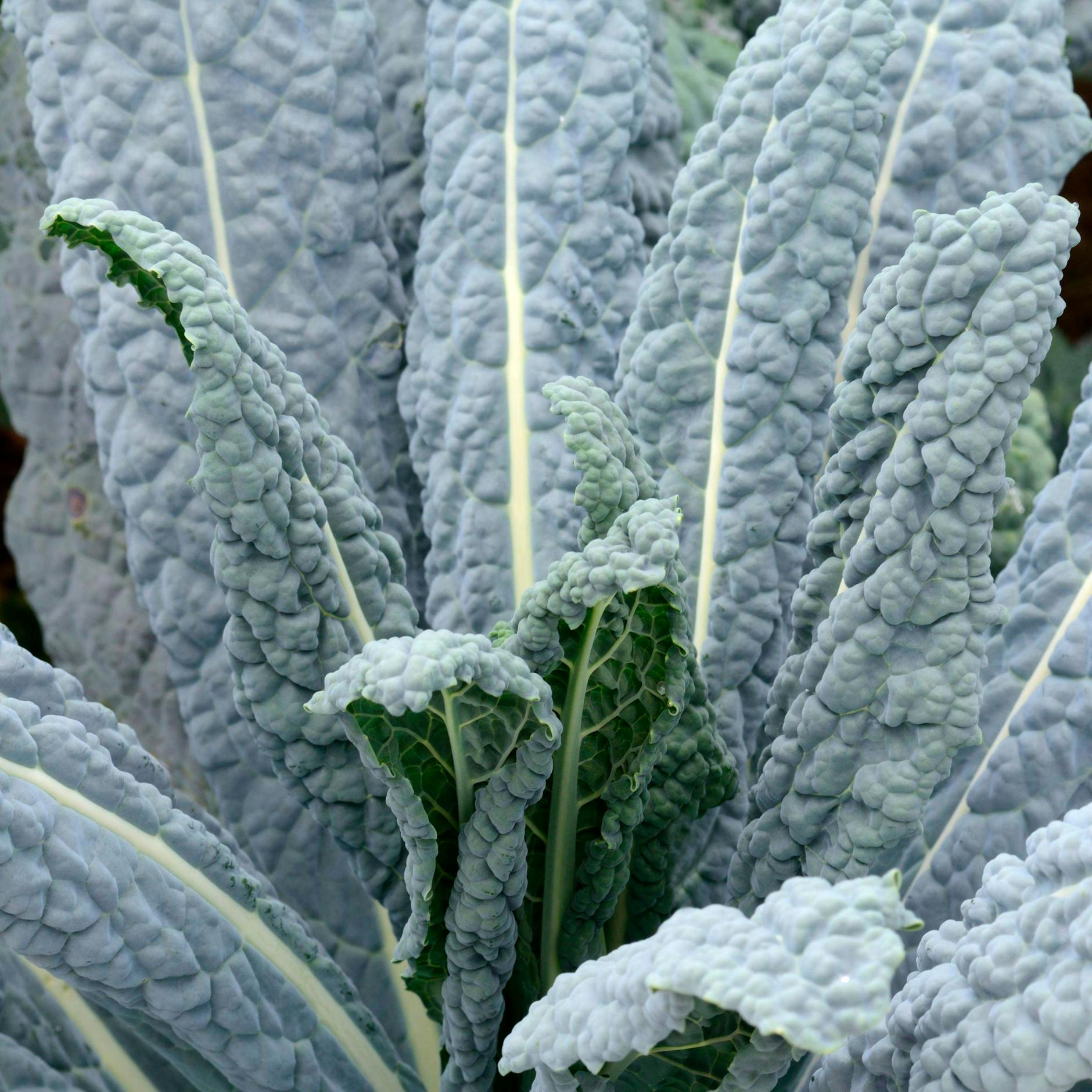 Palmkohl? Will die Familie unserer Gärtnerin nicht auf dem Teller haben.