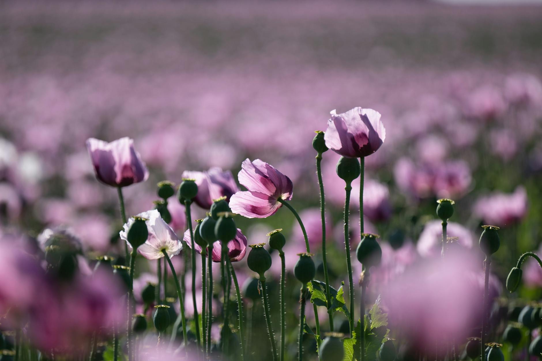 Harte Zeiten, zarte Blüten: Der lilafarbene Mohn hat unserer Gärtnerin viel Trost gespendet.