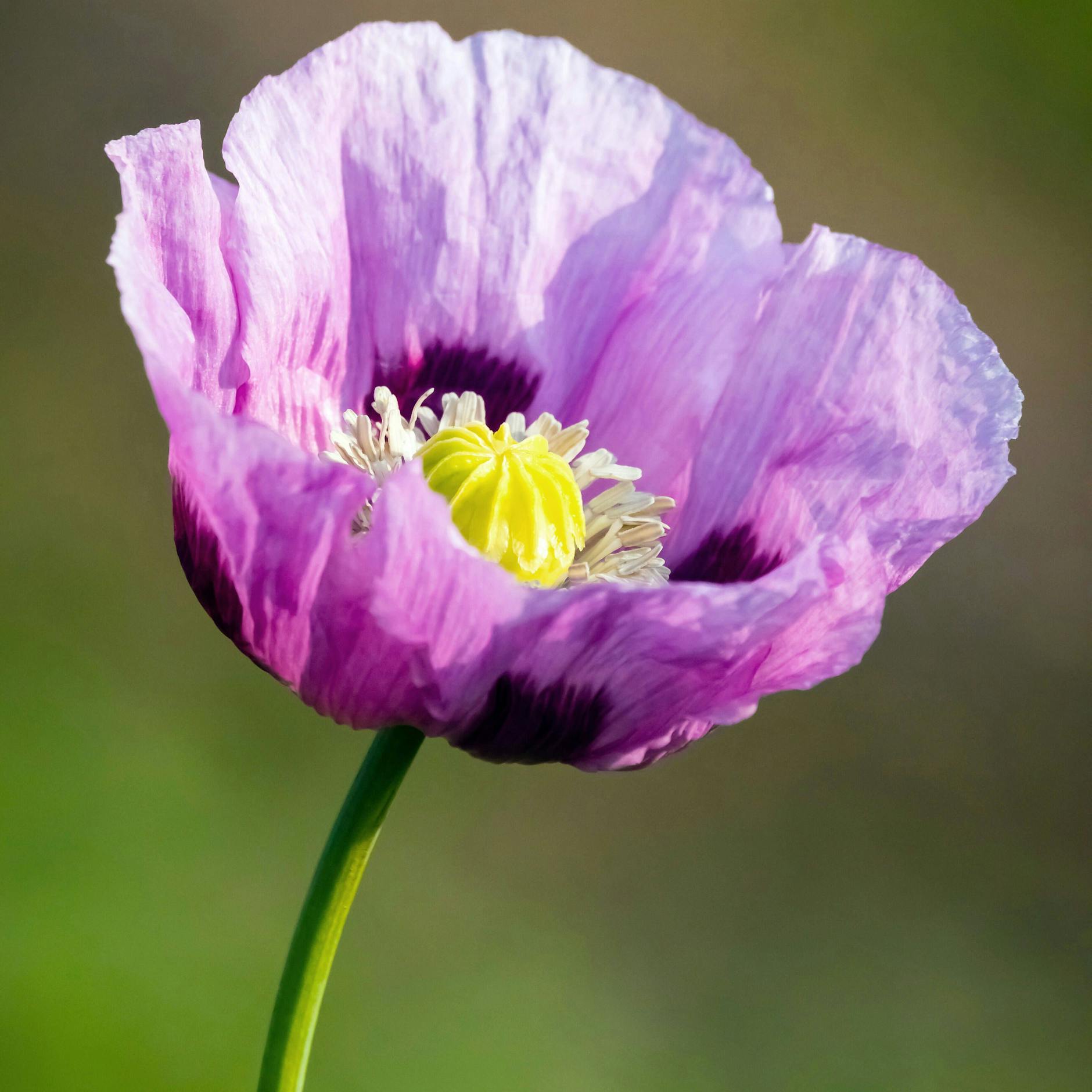 Der schönste Mohn der Welt? Steht bei unserer Kolumnistin im Garten.
