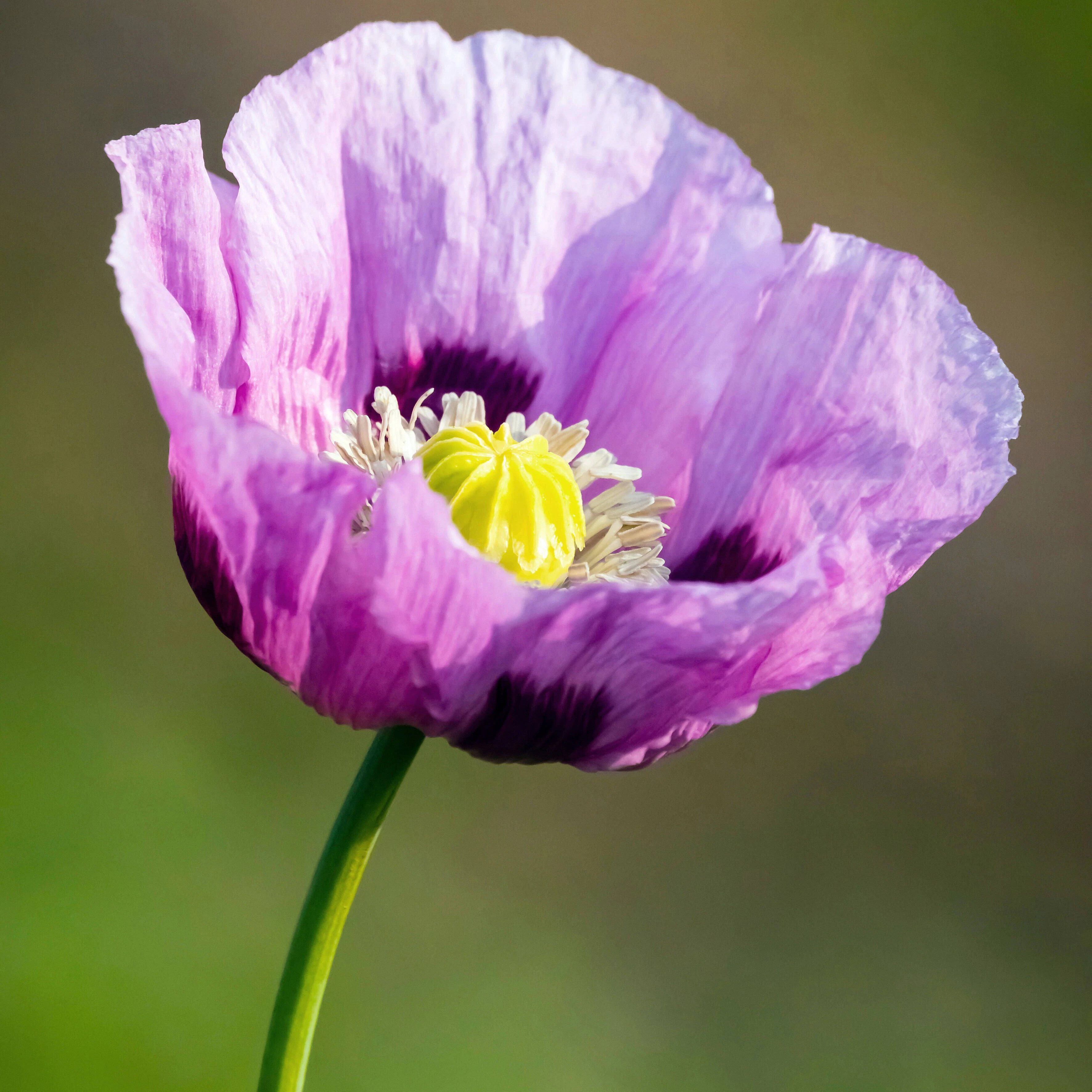 Der schönste Mohn der Welt? Steht bei unserer Kolumnistin im Garten.