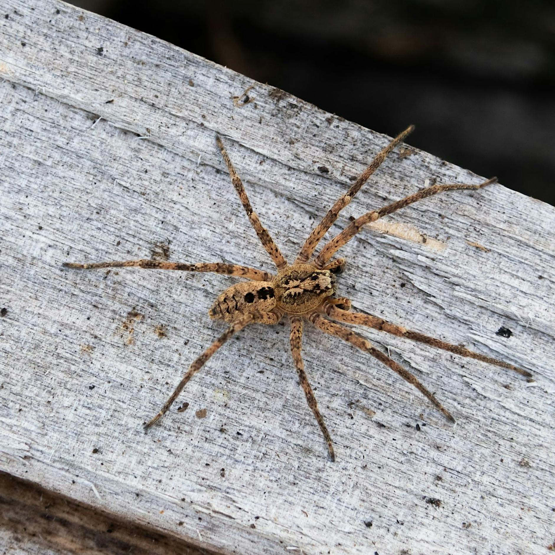 Nosferatu-Spinne in ganz Deutschland nachgewiesen – Nabu warnt
