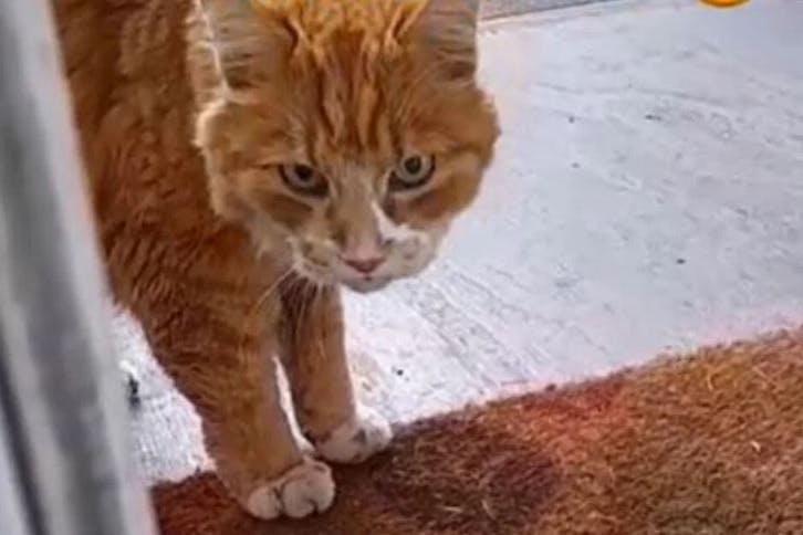 Der arme Kater durfte nicht rein.