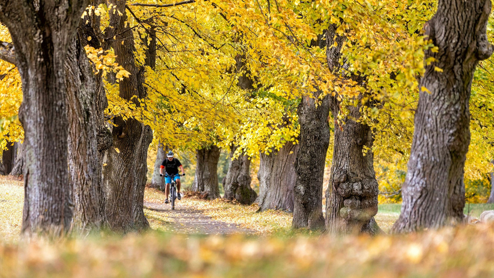 Die herrlichen Farben der Blätter im Herbst laden zum Träumen ein. Aber: Warum werden die Blätter bunt?