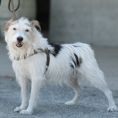 Mini landete im Tierheim Berlin, weil ihr Besitzer starb. Nun sucht sie ein neues Zuhause.
