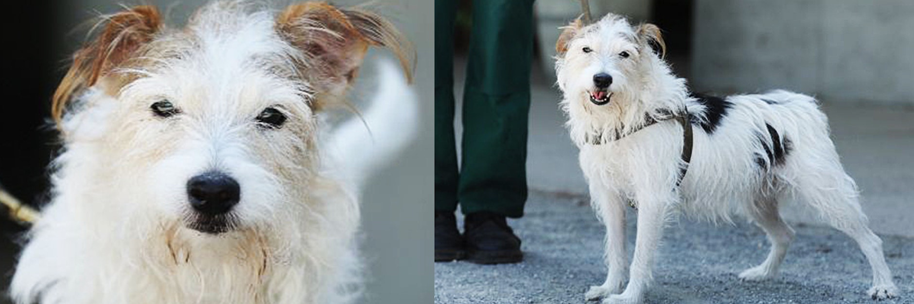 Hündin Mini wartet momentan im Tierheim Berlin auf ein neues Zuhause - wer gibt ihr eine Chance?