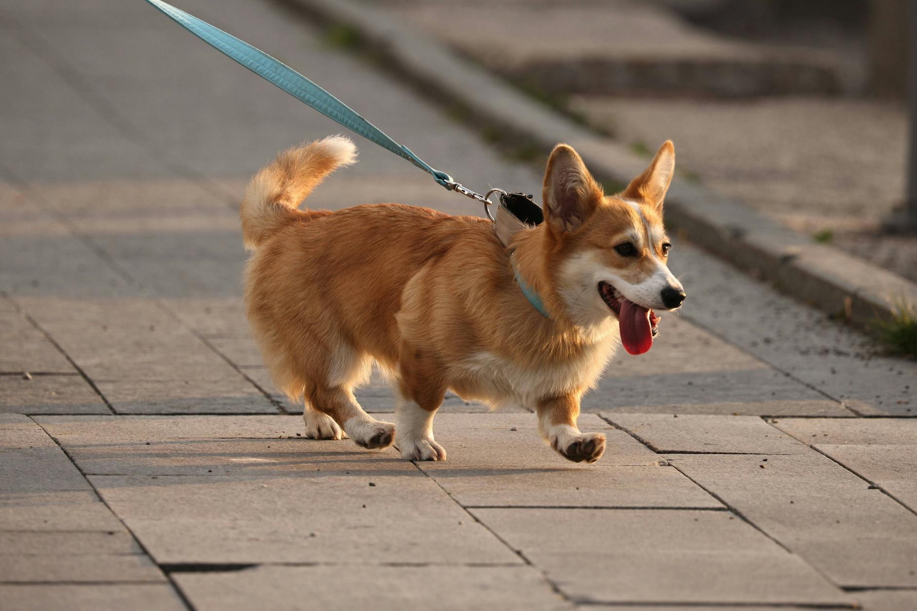 Ein Corgi, offiziell Welsh Corgi Cardigan