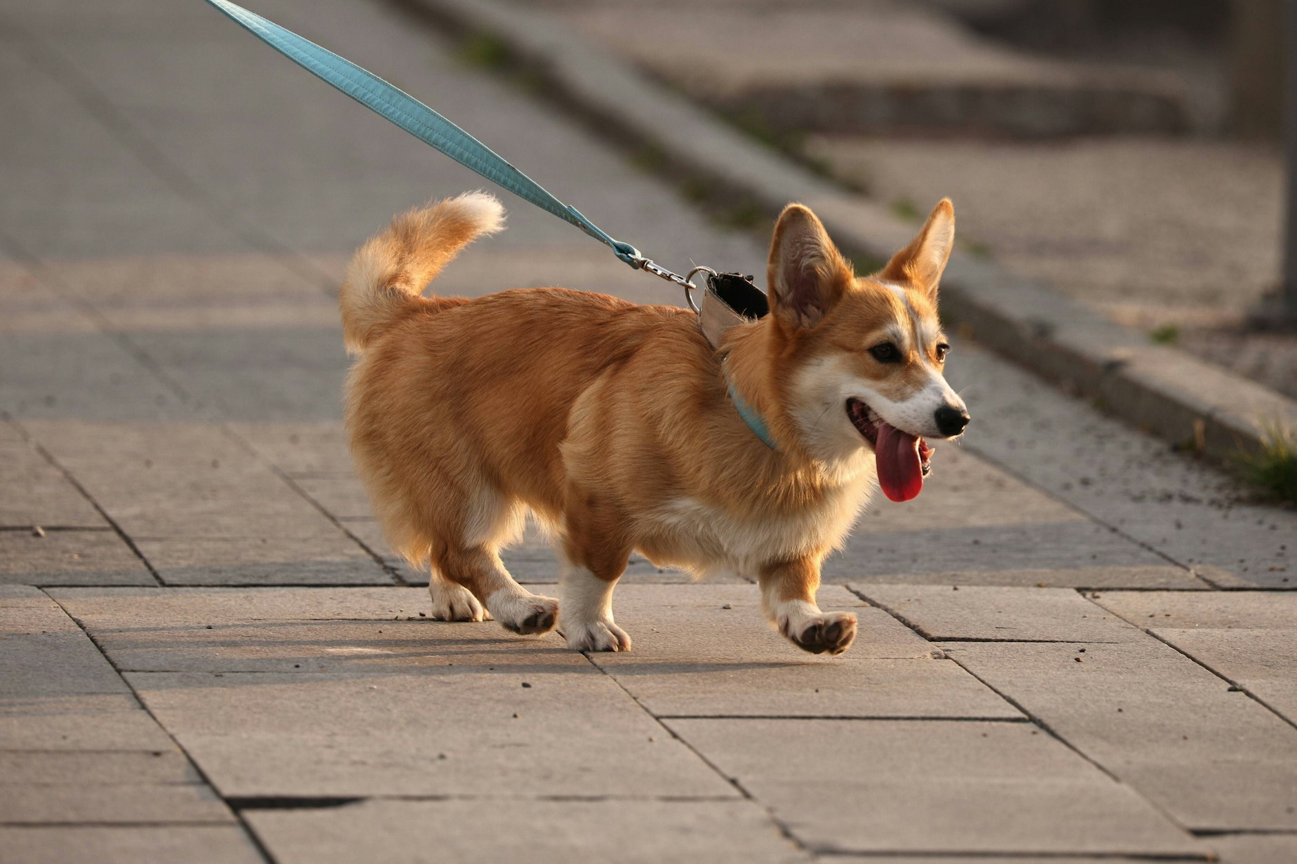 Ein Corgi, offiziell Welsh Corgi Cardigan