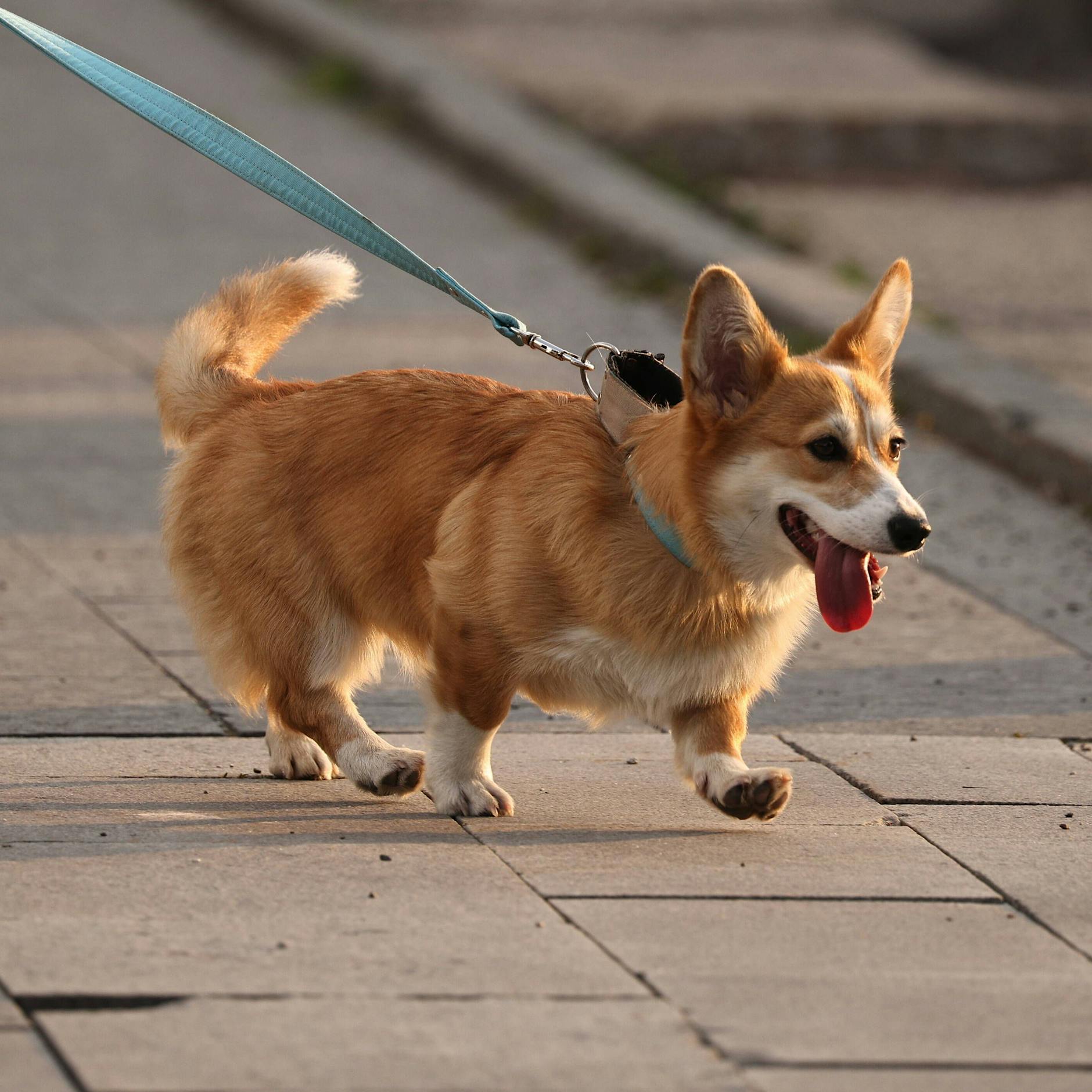 Nach dem Tod von Elizabeth II: Echt krass, wie viel die Lieblingshunde der Queen jetzt kosten!