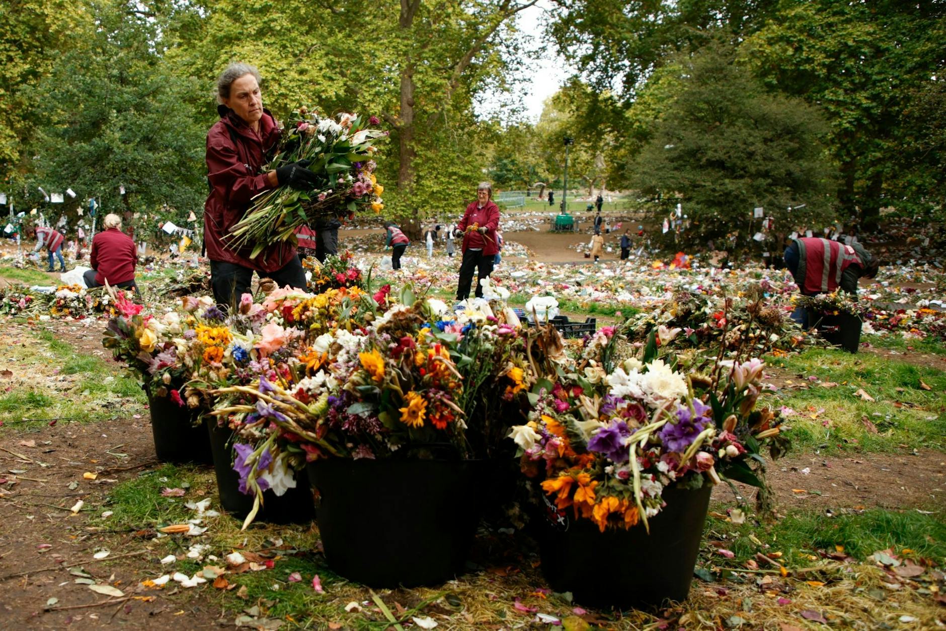 Freiwillige Helferinnen räumen eine Woche nach dem Staatsbegräbnis für Königin Elizabeth II. Blumen aus dem Green Park in London. Die Blumen sollen zu Kompost verarbeitet werden.