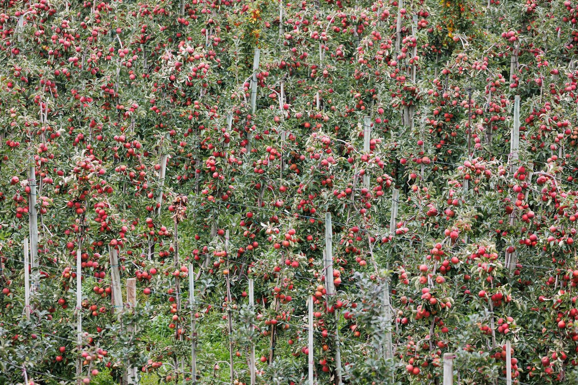 Bäume mit reifen Äpfeln stehen auf der Obstplantage Hahne im Laatzener Ortsteil Gleidingen.