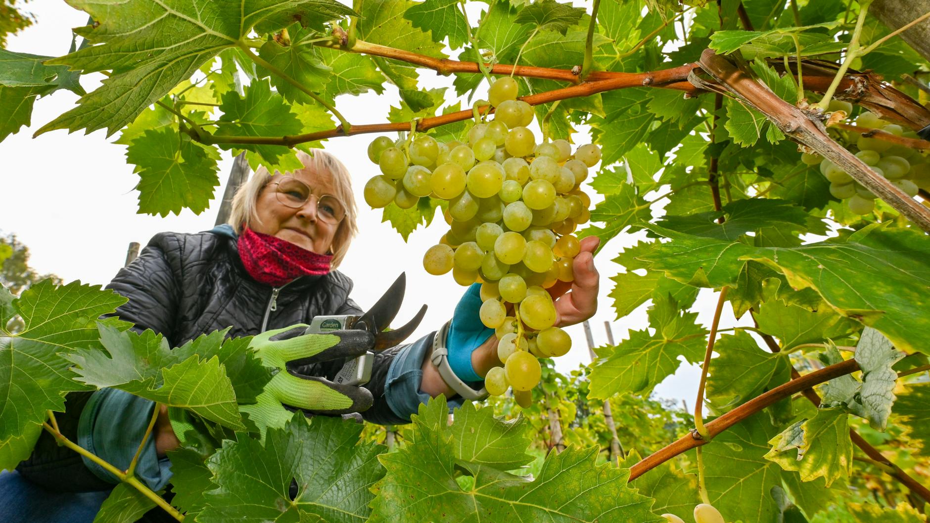 Sabine Päschke bei der Weinlese. Sie ist eine von 22 Hobbywinzern in Neuzelle.