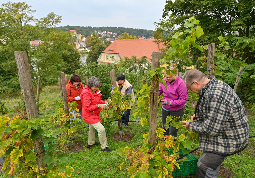 Tropfen mit Tradition: Warum Sie unbedingt Brandenburger Wein probieren sollten