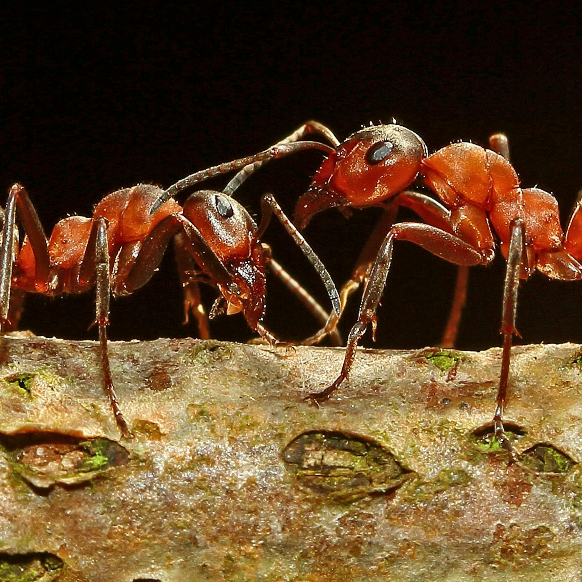 Kämpfende Grillen und schwimmende Ameisen: Diese schrägen Fakten über Tiere vergessen Sie nie wieder!