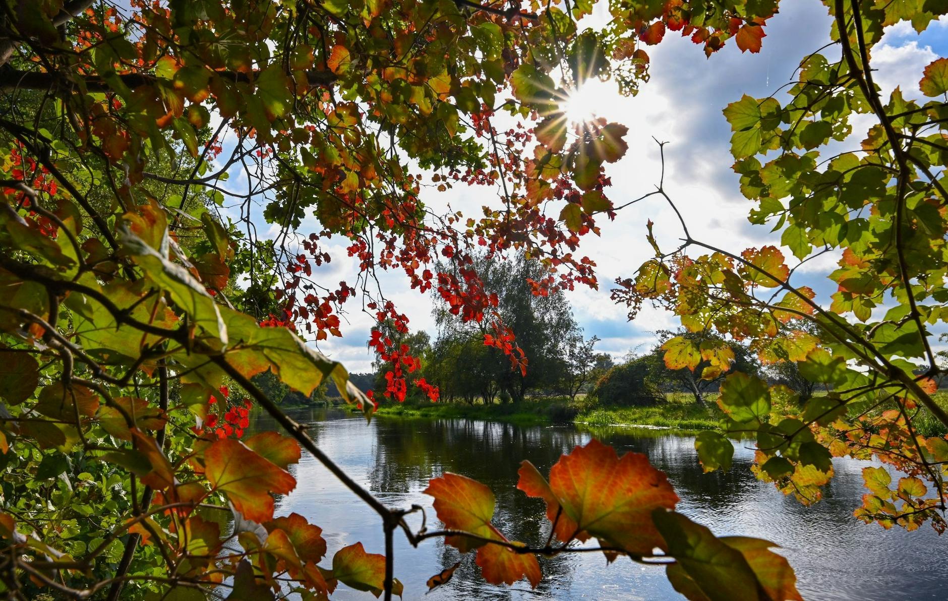 Die Sonne scheint durch die ersten herbstlich bunt gefärbten Blätter von Laubbäumen am Ufer der Spree in Brandenburg.