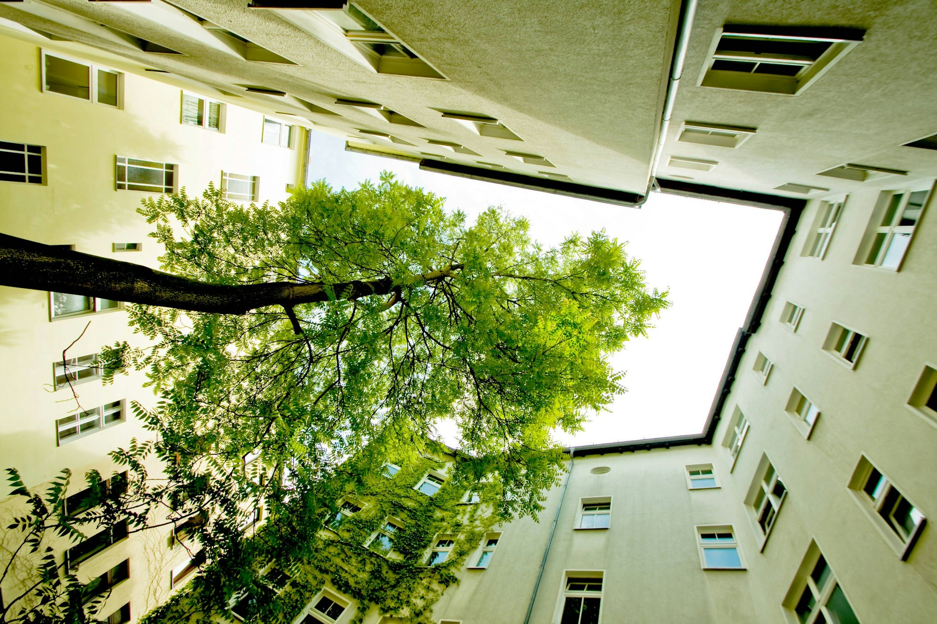 Bäume in den Höfen sind wichtig für ein gutes Klima.