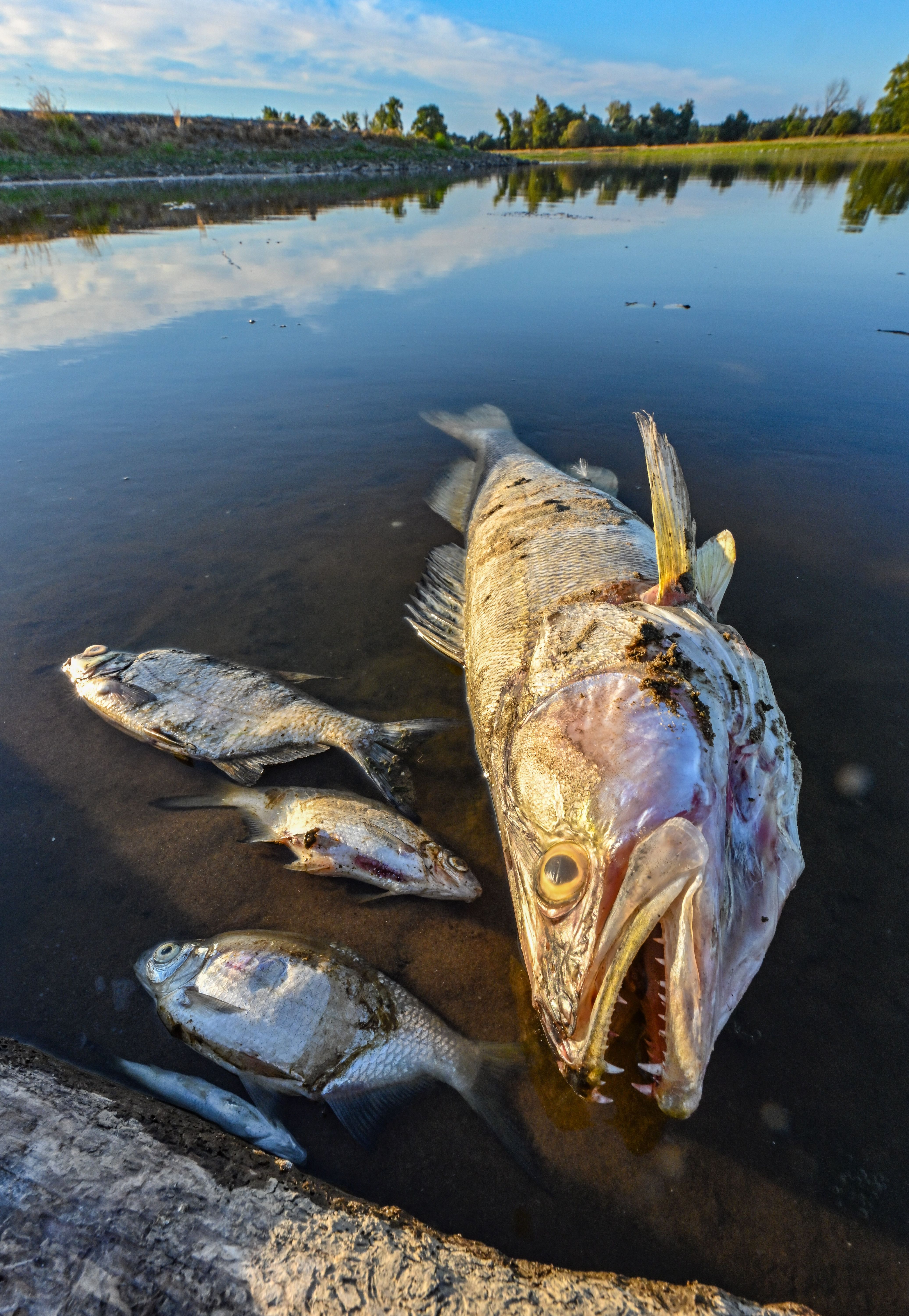 Image - Fischsterben an der Oder: Greenpeace nennt die Ursache für Tonnen von toten Fischen