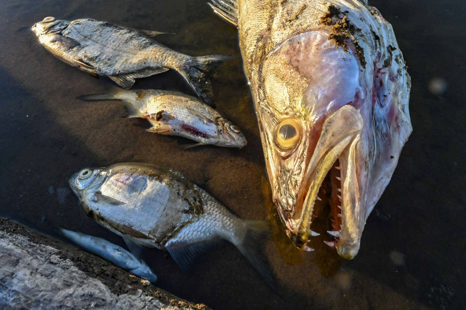 Tote Fische treiben im flachen Wasser des deutsch-polnischen Grenzflusses Oder. Seit Anfang August waren aus dem deutsch-polnischen Grenzfluss tonnenweise toter Fisch und tote Muscheln geborgen worden. 