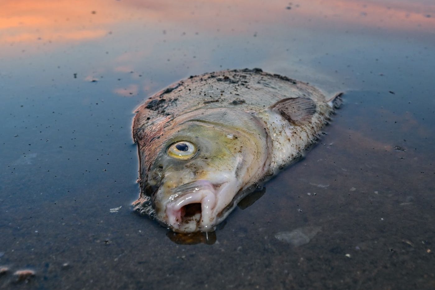 Ein toter Fisch liegt im seichten Wasser der Oder. 