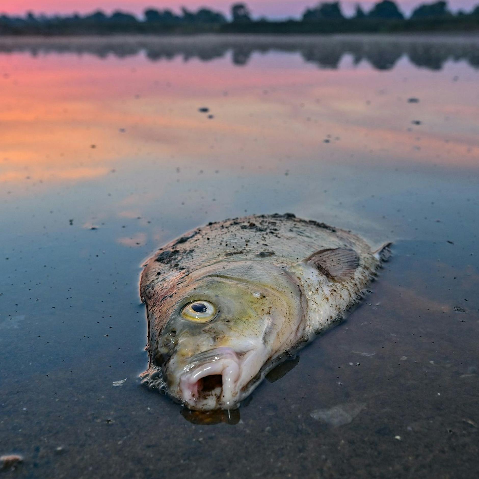 Oder-Fischsterben: Ursache wohl endgültig geklärt