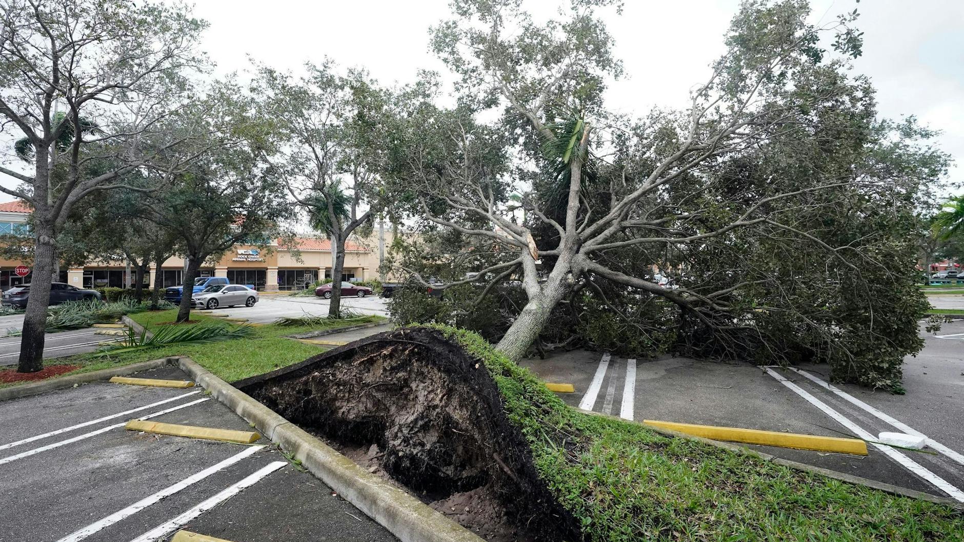 Ein von den starken Winden der äußeren Bänder des Hurrikans Ian entwurzelter Baum in Florida.