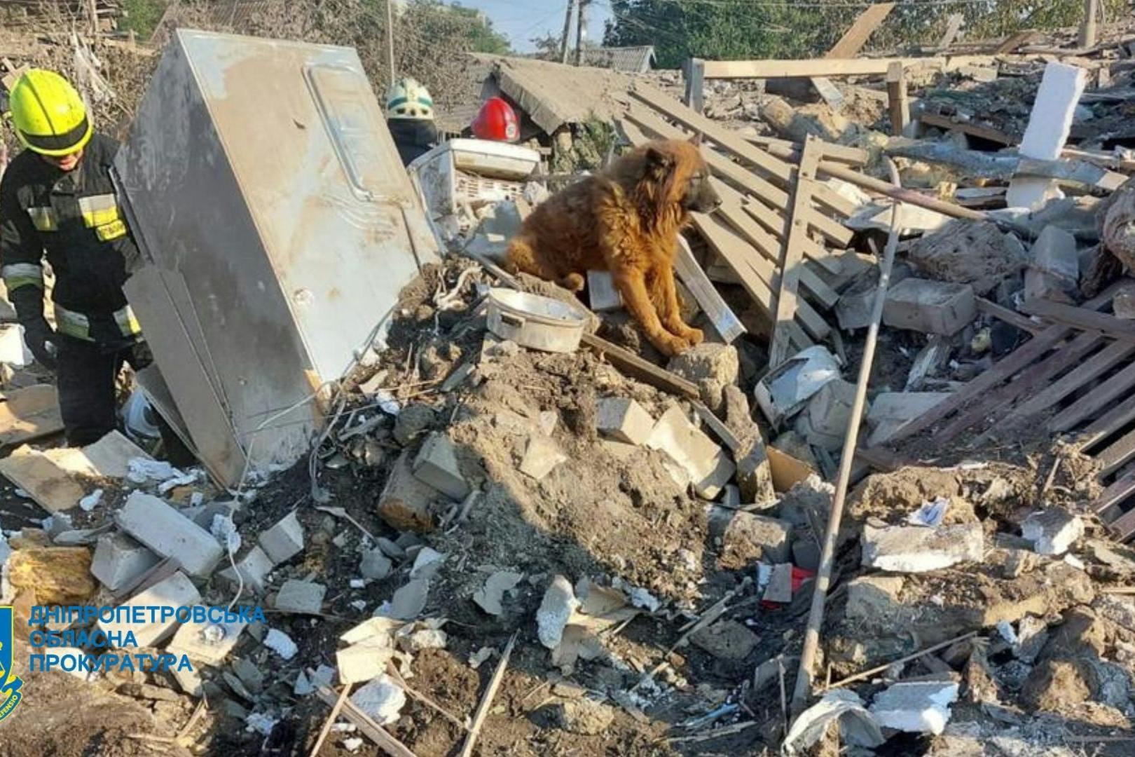 Der Hund saß auf den Trümmern, bis ihn Helfer zu einem Tierarzt brachten.
