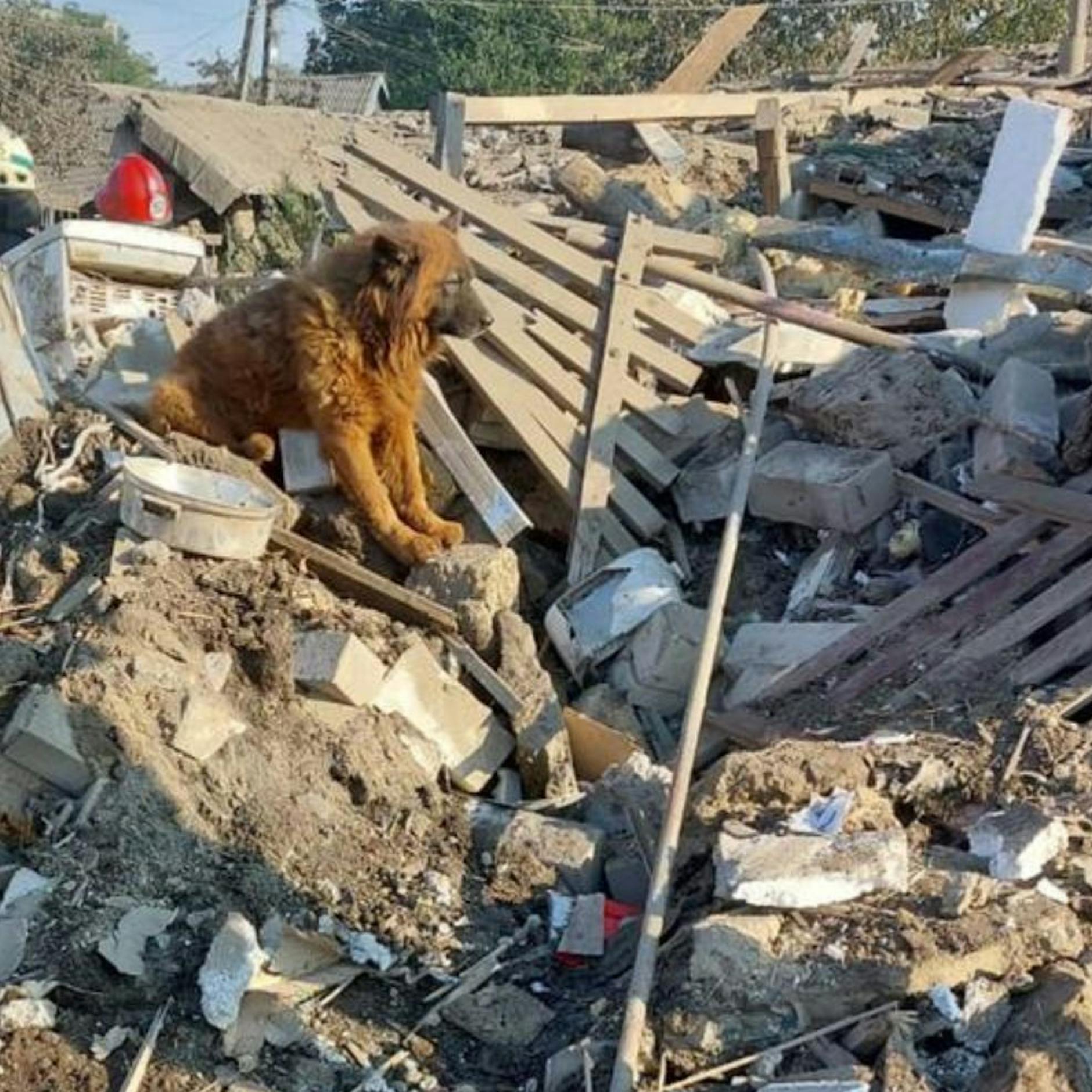 Herzzerreißendes Video: Hund sitzt auf Trümmern und trauert um Familie