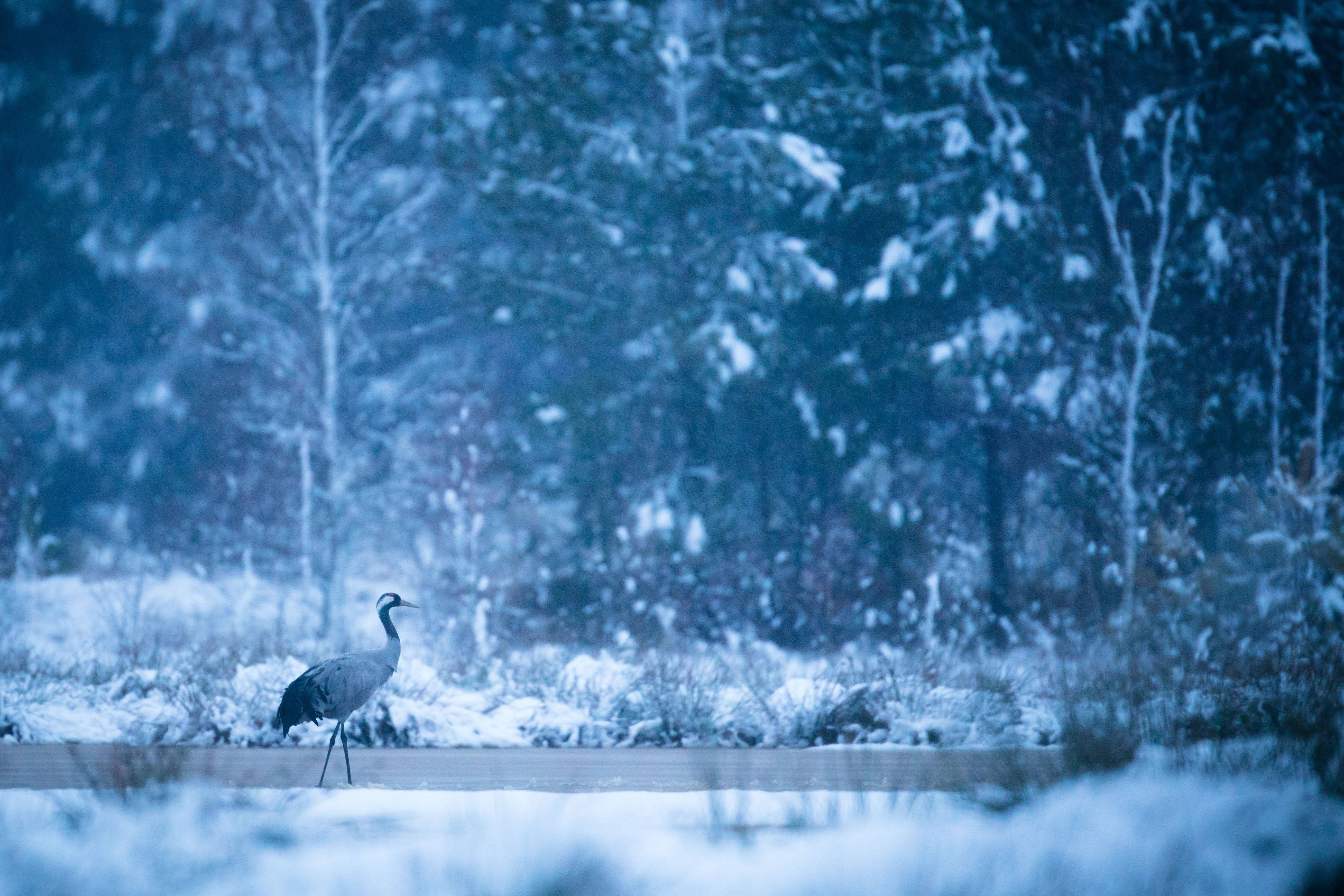 Image - Wetter zwischen Kälteschock und goldenem Oktober +++ Dazu: SO kalt wird der Winter wirklich!