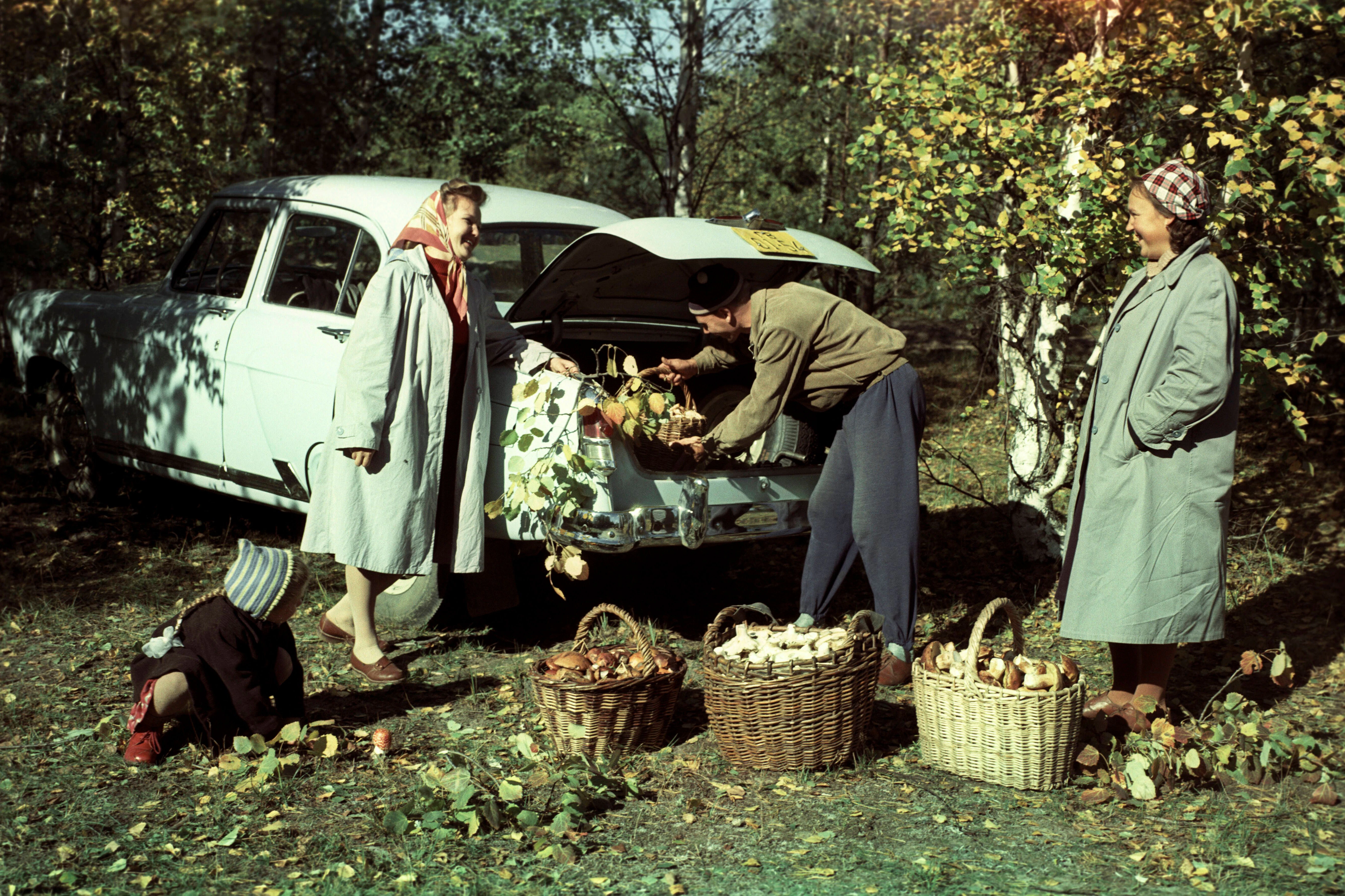 Die Profis haben immer schon alles verladen, wenn Sie gerade anfangen zu suchen: russische Pilzsammler bei Moskau, 1970.