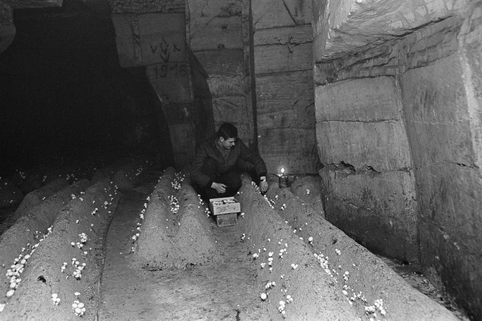 Schön feucht und dunkel: Champignons werden unter der Erde in Höhlen gezüchtet.