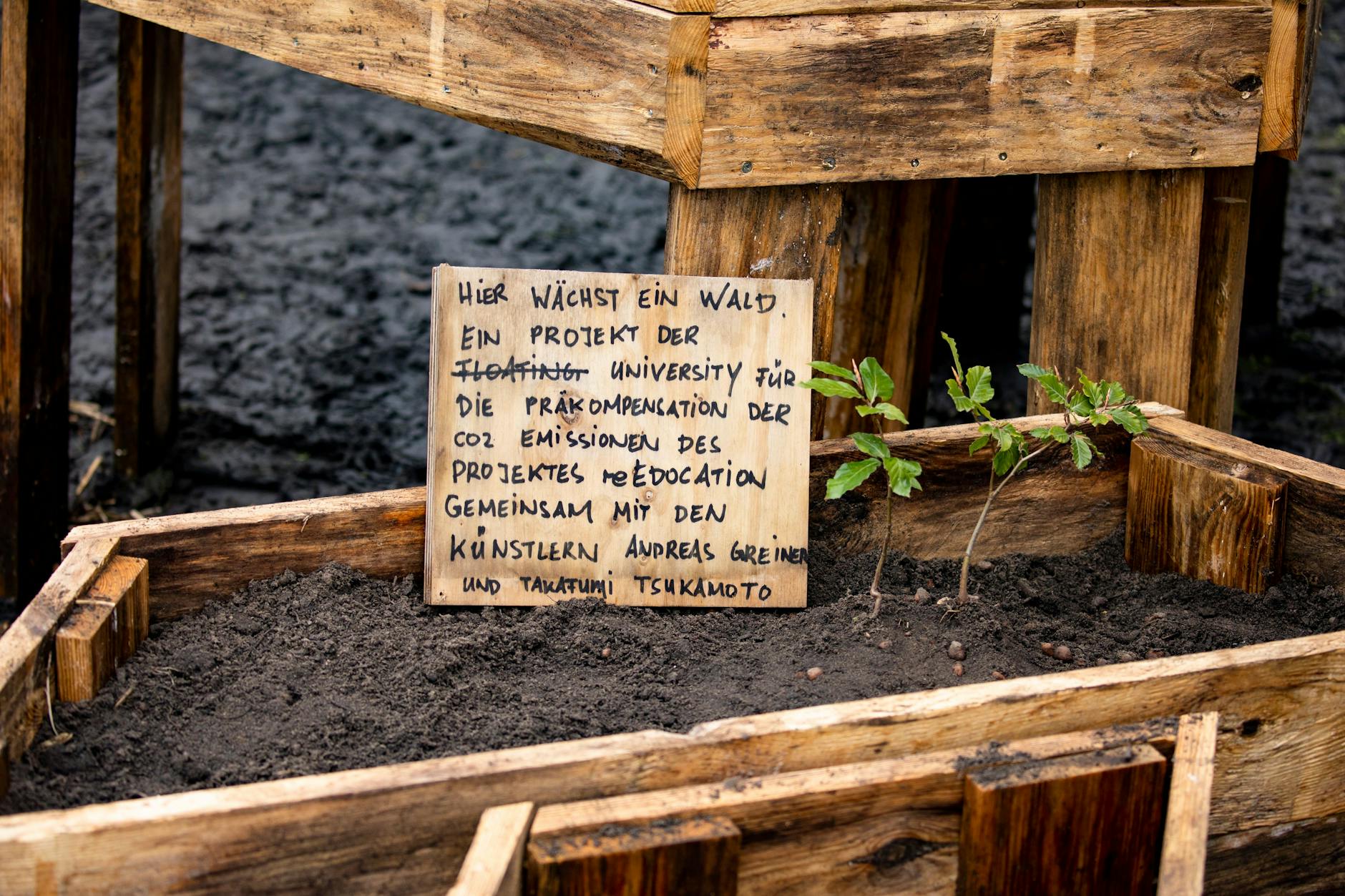 „Wald des schlechten Gewissens“: Aufgezogen in der Floating University, wird er bald zur Aufforstung der vergifteten Rieselfelder im Norden Berlins verwendet.
