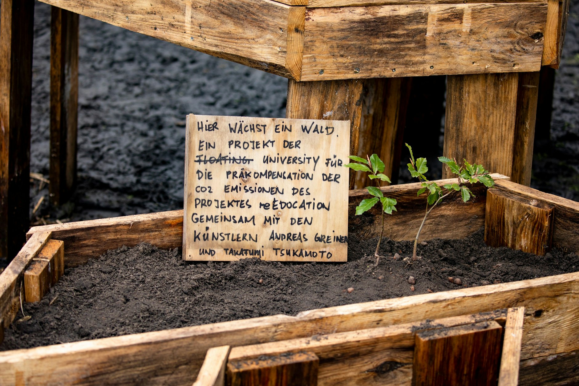 „Wald des schlechten Gewissens“: Aufgezogen in der Floating University, wird er bald zur Aufforstung der vergifteten Rieselfelder im Norden Berlins verwendet.