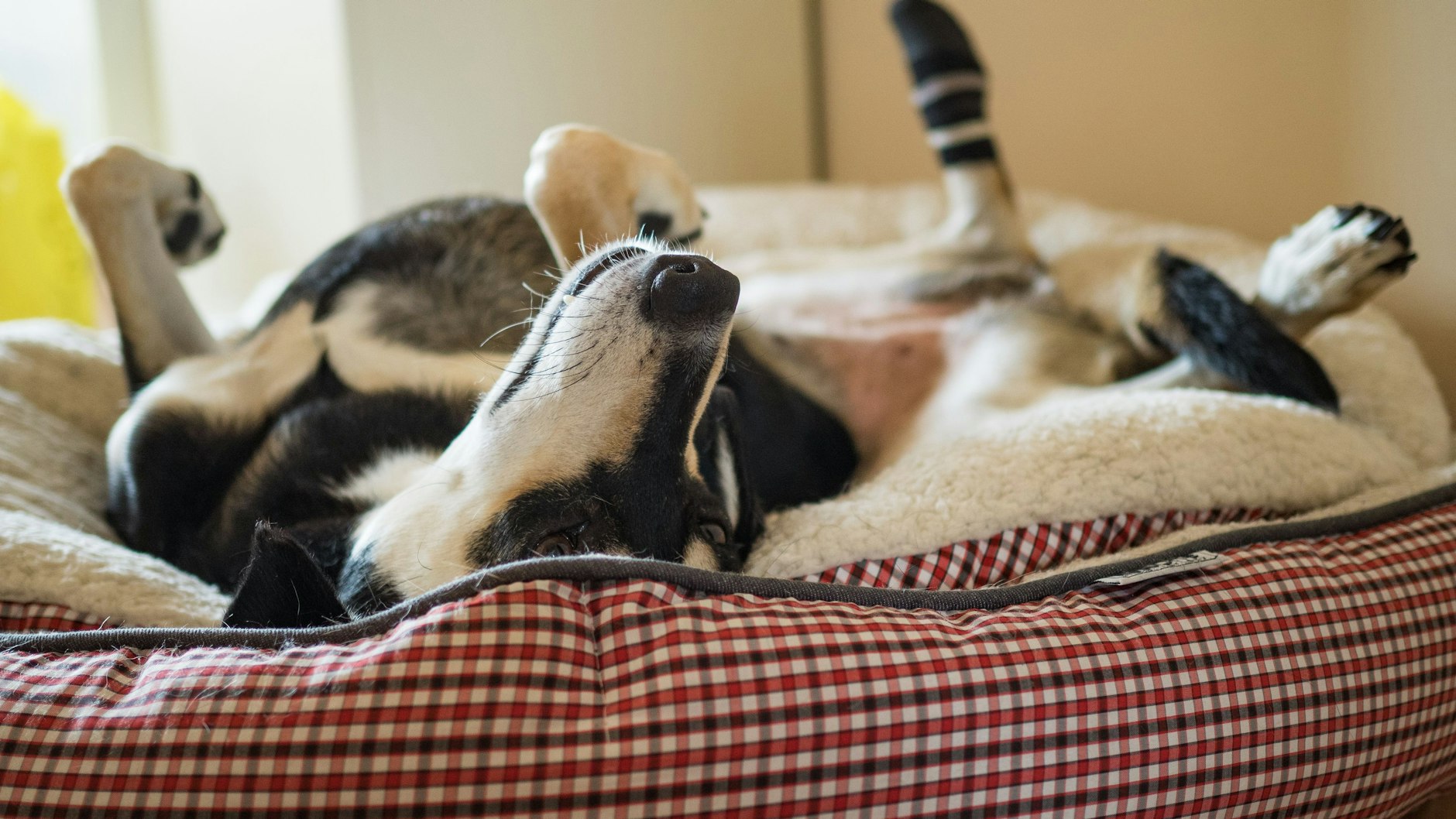 Bevor es sich der Vierbeiner im Hundebettchen gemütlich macht, dreht er sich oft eine Runde um die eigene Achse.