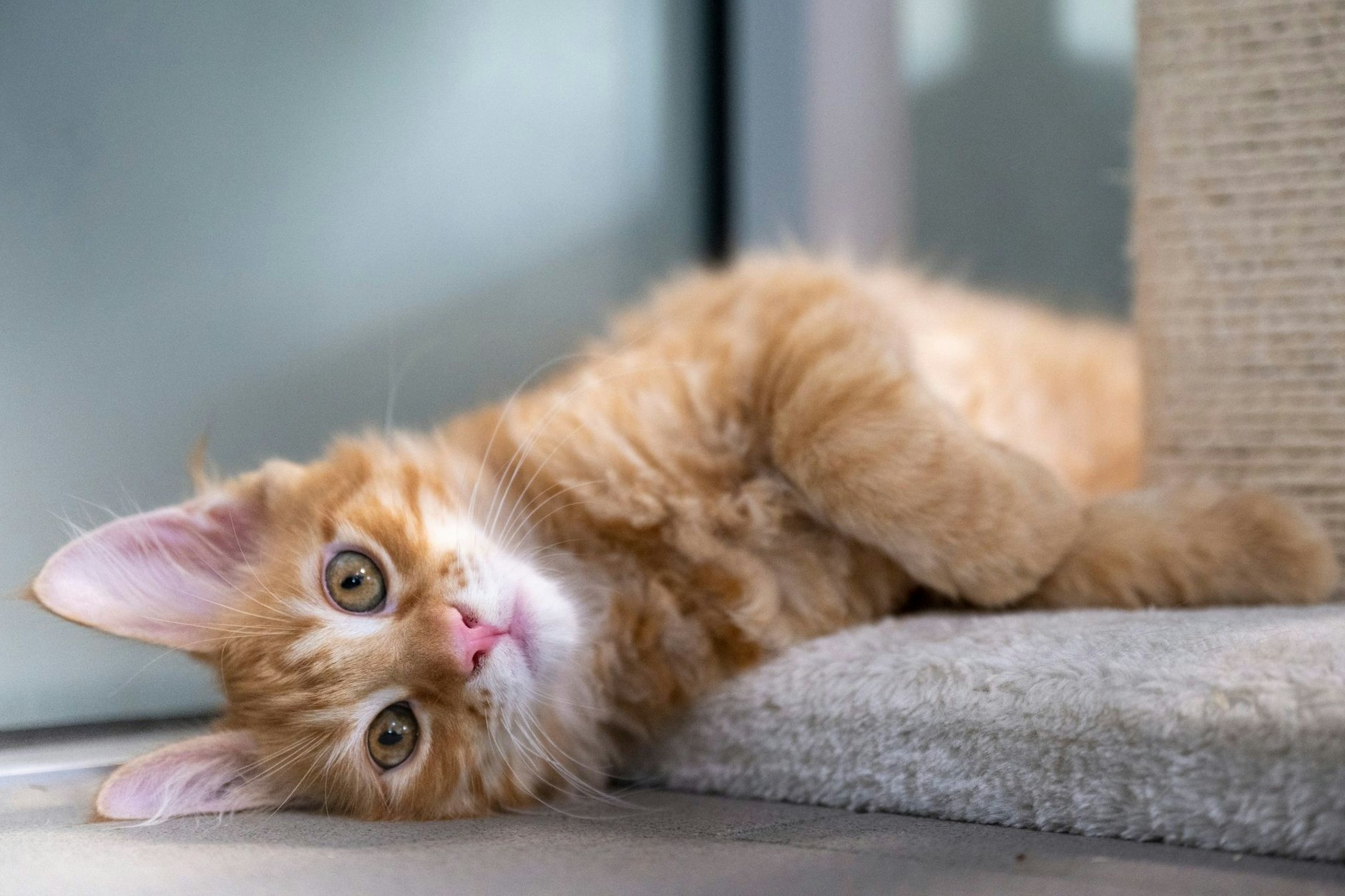 Eine junge Katze liegt im Mutter- und Kinderkatzenhaus im Berliner Tierheim. 