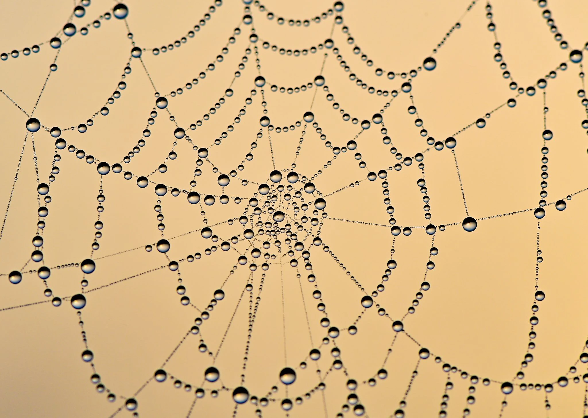 Wie eine edle Diamentenkette funkelt dieses Spinnennetz, das mit Tautropfen überzogen ist.  