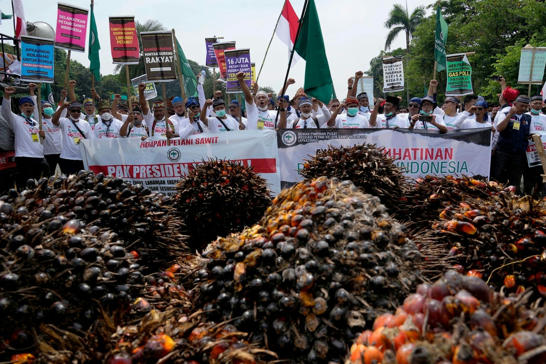 Para petani kelapa sawit di Indonesia protes menuntut ekspor produknya.