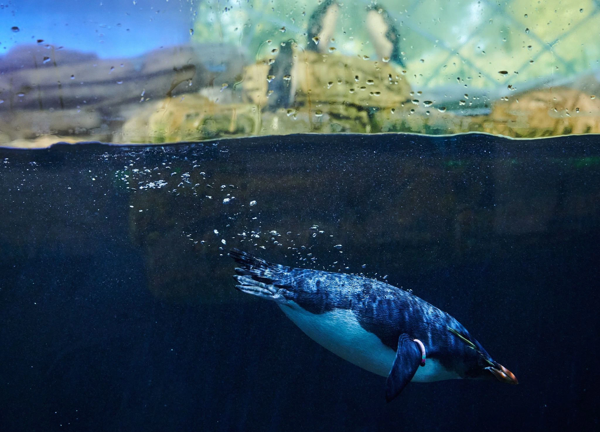 Ein Pinguin schwimmt im Wasser und weitere stehen auf einem Stein hinter der Scheibe. Nach baulichen Veränderungen und mit neuen Infotafeln öffnet im Zoo Berlin das Pinguinhaus wieder.  