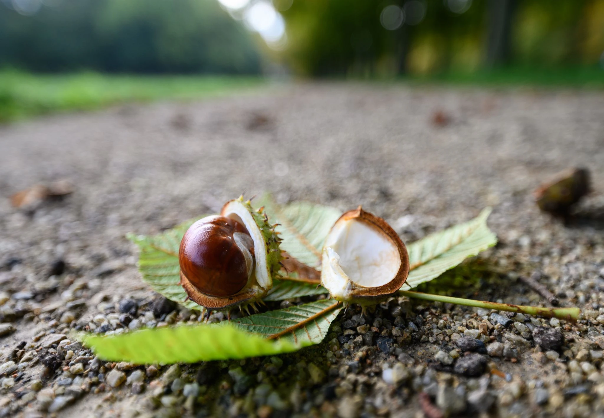 Eine Kastanie liegt im Schlosspark von Pillnitz in Dresden.  