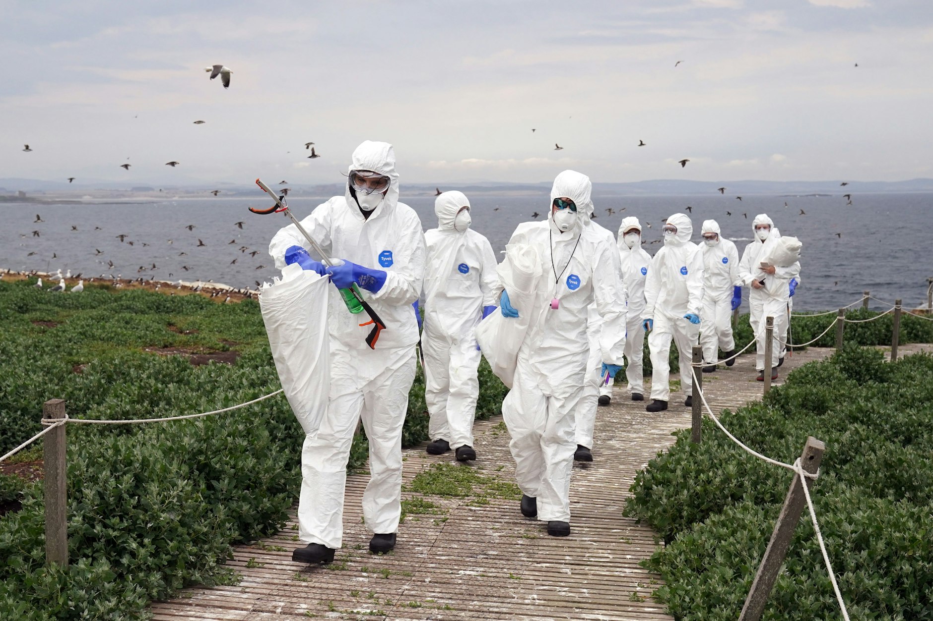 Großbritannien, Farne Islands: Das Ranger-Team des National Trust entfernt tote Vögel vom Strand.