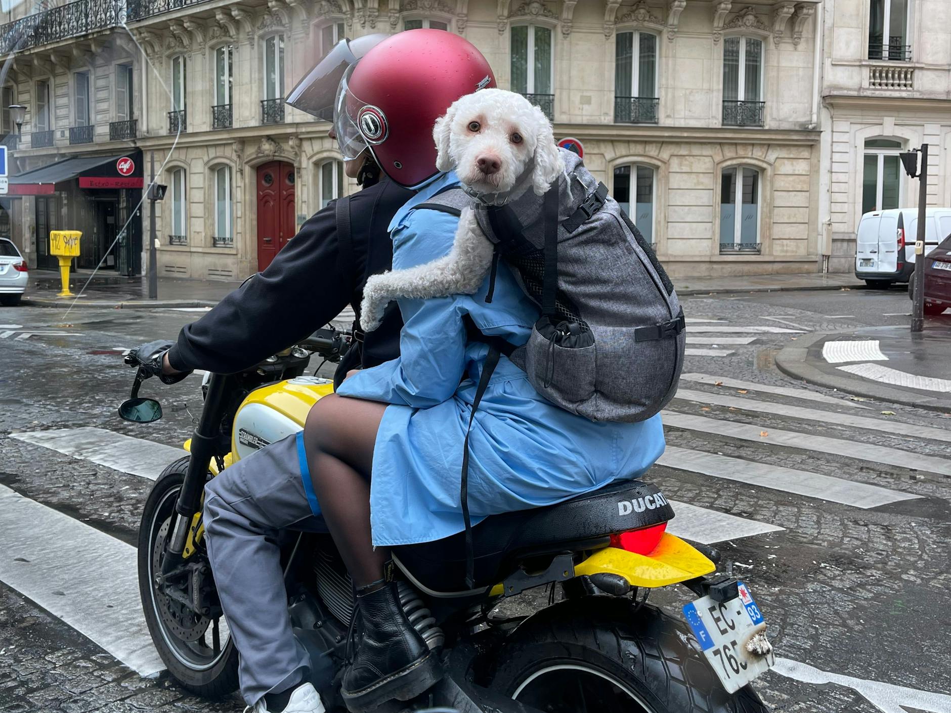 Ein Wauwau im Rucksack, auch das könnte ein Look vom Runway sein. Hunde werden dieser Tage gerne mal in die Schauen eingebaut.