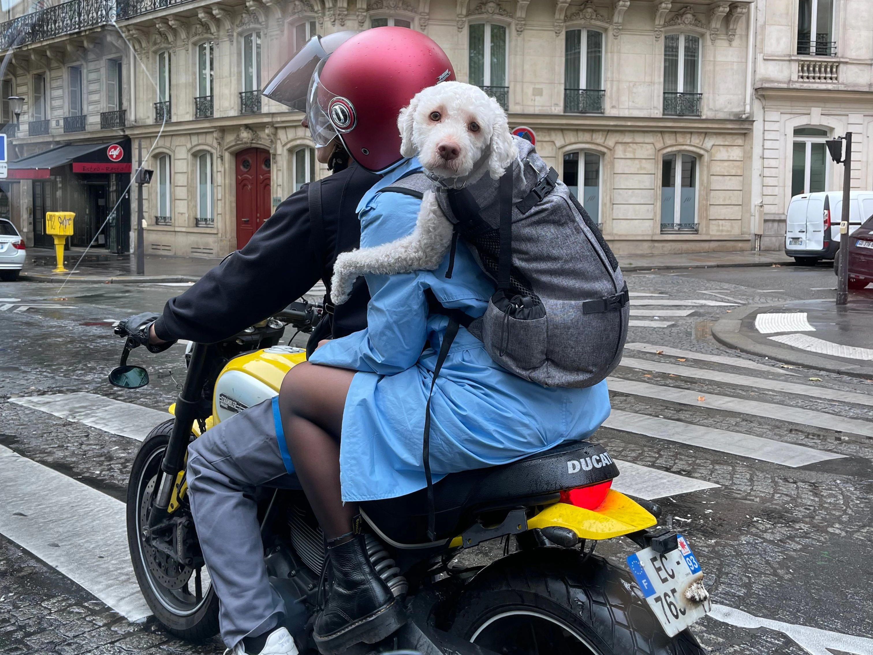 Ein Wauwau im Rucksack, auch das könnte ein Look vom Runway sein. Hunde werden dieser Tage gerne mal in die Schauen eingebaut.