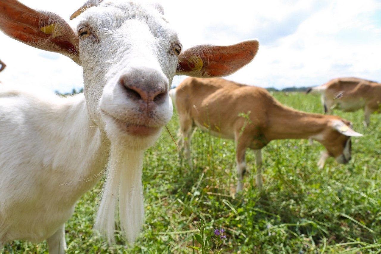 Herz des Hofes ist die Milchziegenherde, die mehr als hundert Tiere umfasst.