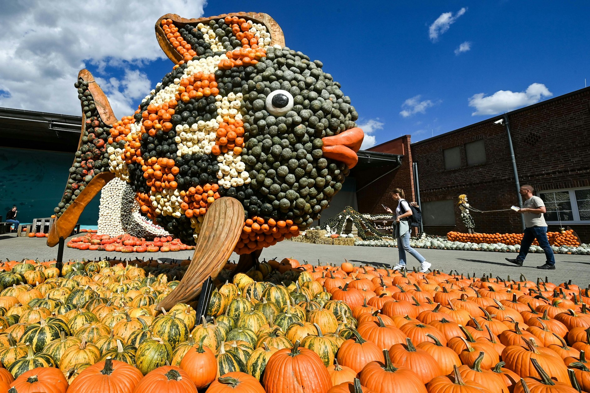 Nicht zu übersehen: Gerade ist Kürbiszeit in Klaistow.