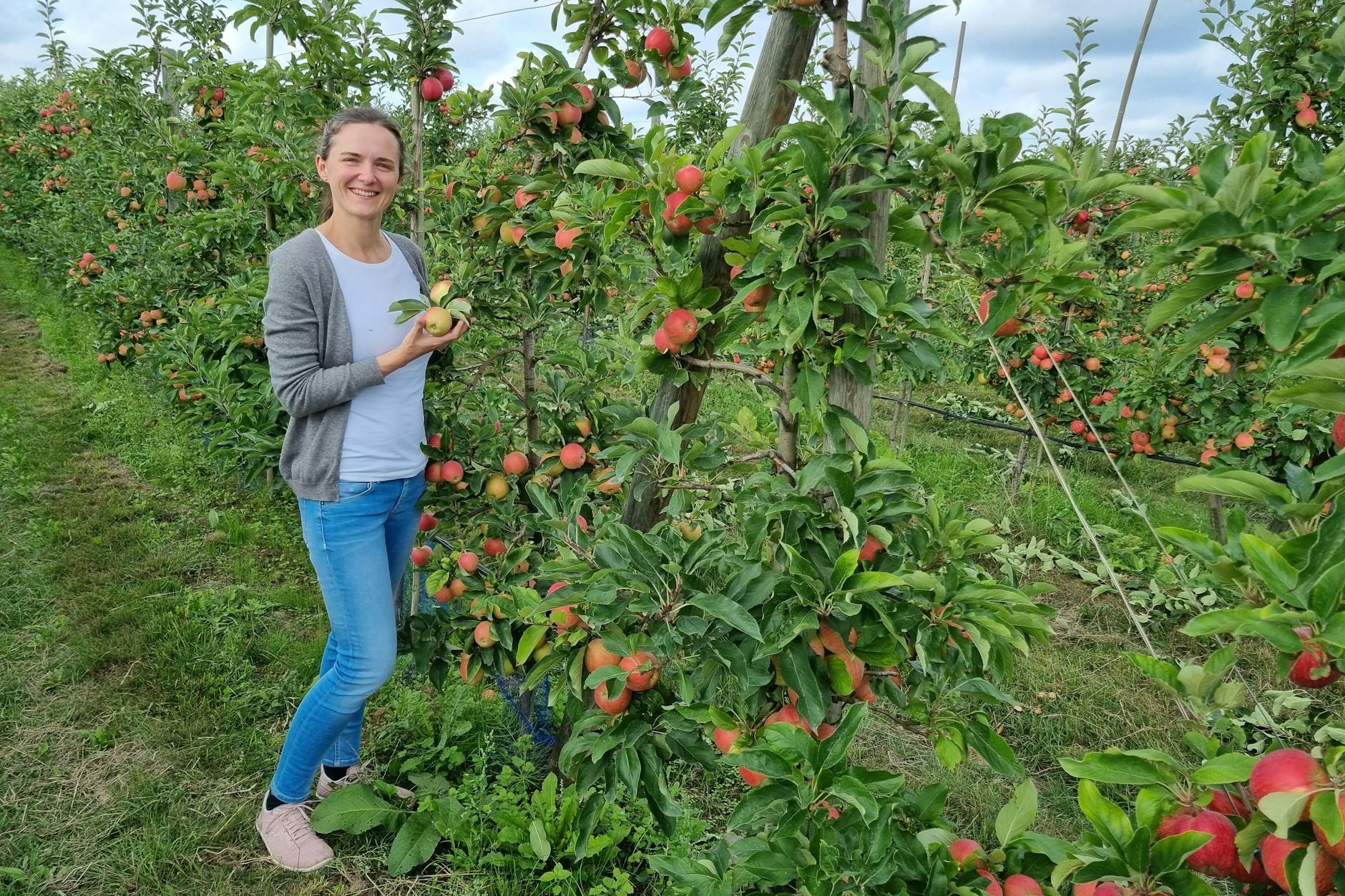 Viele Sorten, auch zum Selbstpflücken: Cathleen Schirmer bei der Apfelernte.