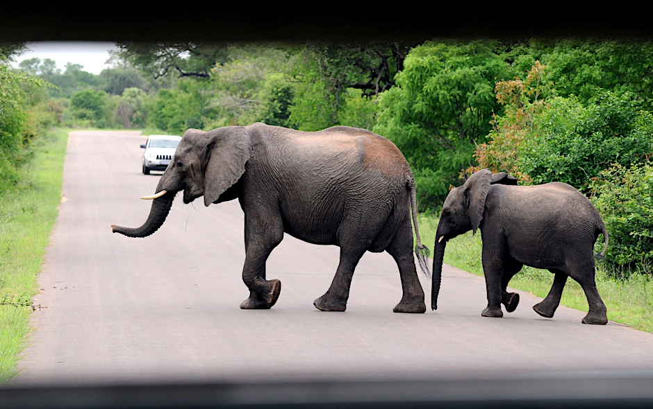 ARCHIV - Im Kruger-Nationalpark in der Provinz Mpumalanga in Südafrika ist ein deutscher Tourist getötet worden.  
