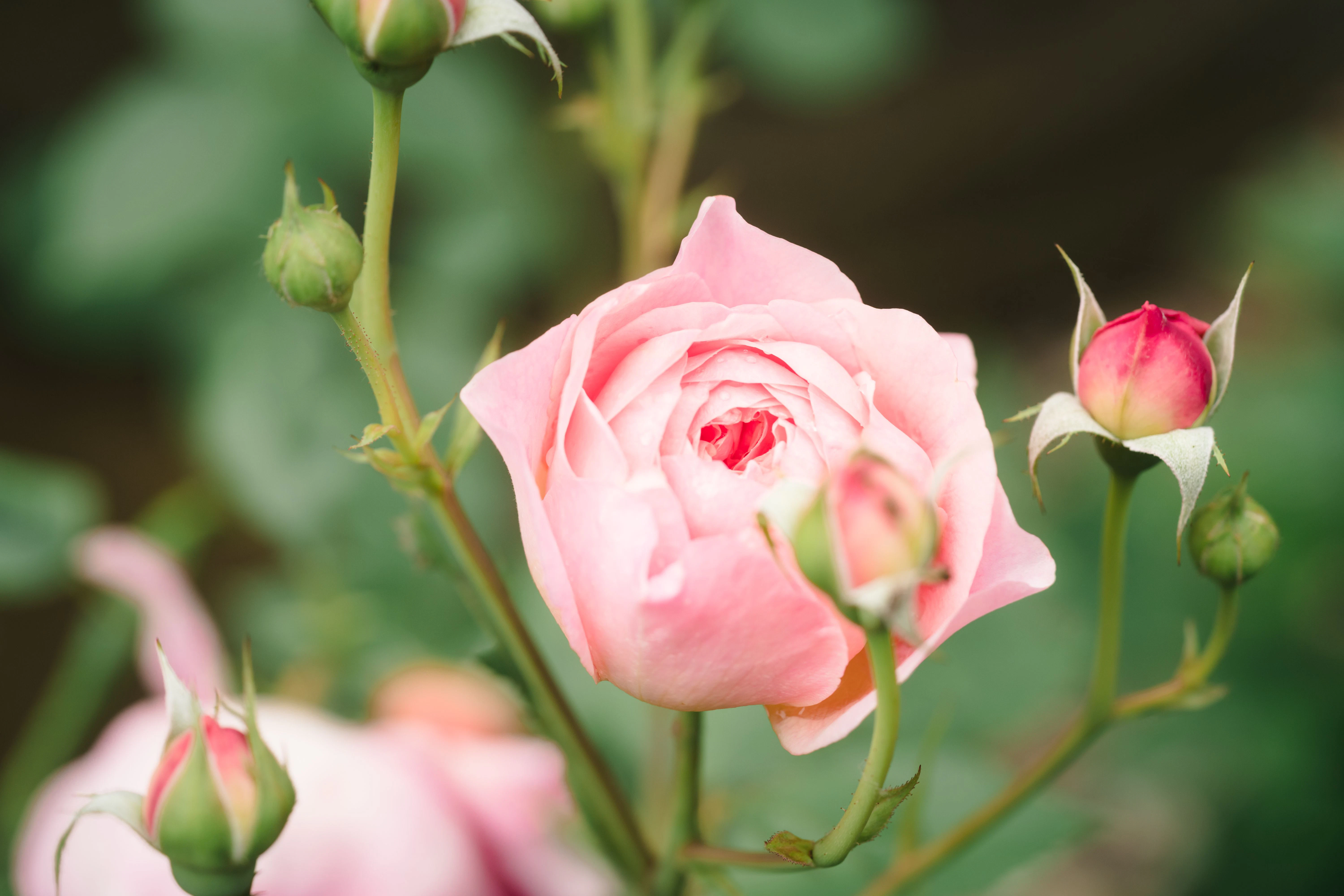 Kapriziös und zickig: Englische Rosen, hier eine zart aufgehende Blüte.
